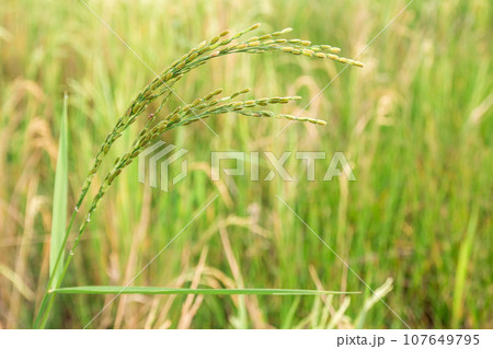 Spike in rice field 107649795