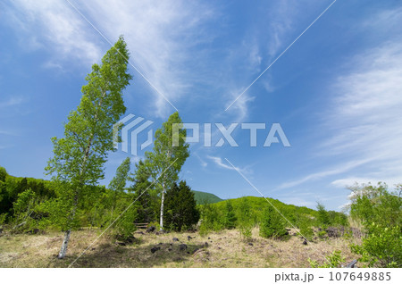 初夏の高原風景《爽やかな空と白樺の木・乗鞍高原》 107649885