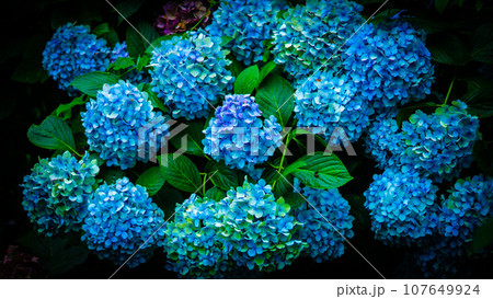 青い紫陽花 107649924