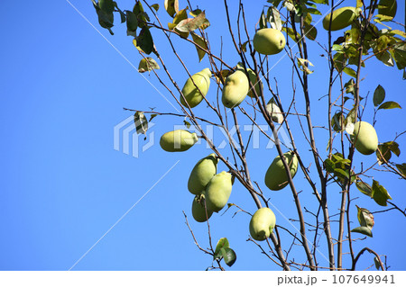 カリン（花梨） 107649941