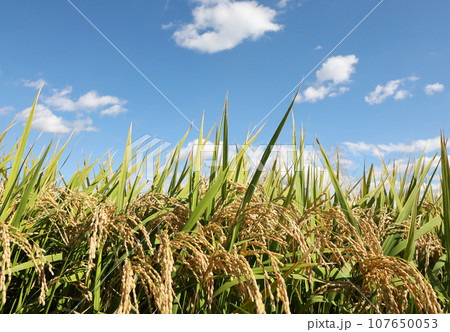 稲穂 107650053