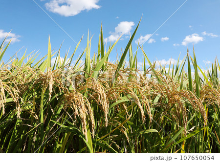 稲穂 107650054