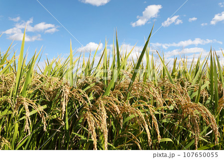 稲穂 107650055