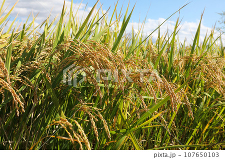 稲穂 107650103
