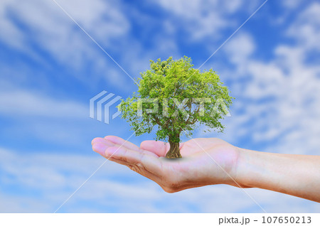 Hands holding tree with burred blue sky background. Hands holding tree with burred blue sky background. 107650213