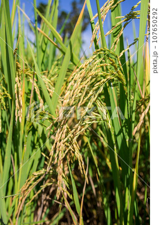 Rice in the field 107650292