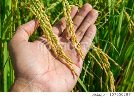 man hand with rice field man hand with rice field 107650297