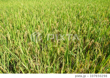 Rice in the field Rice in the field 107650298