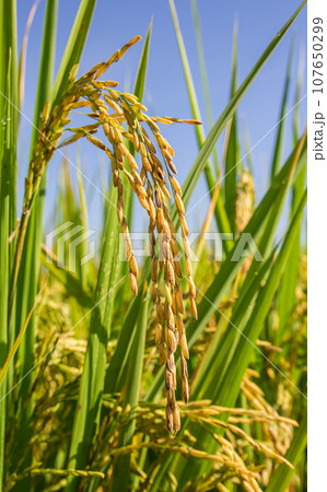 Close up rice in the field 107650299