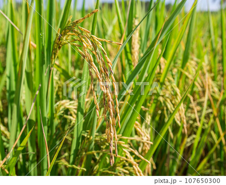 Close up rice in the field 107650300