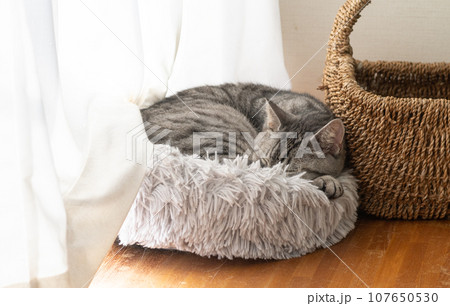 窓辺で眠る猫　サバトラ猫 107650530