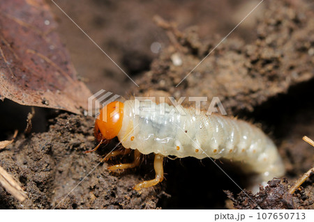 オレンジ色の頭に白い胴体、アオドウガネの幼虫(マクロレンズ使用・自然光・接写写真) オレンジ色の頭に白い胴体、アオドウガネの幼虫(マクロレンズ使用・自然光・接写写真) 107650713