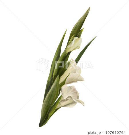Watercolor gladioluses plant, hand drawn digital floral illustration, white flowers, buds and leaves. Isolated on a white background for greeting, invitations, birthday cards, prints, flyer, stickers Watercolor gladioluses plant, hand drawn digital floral illustration, white flowers, buds and leaves. Isolated on a white background for greeting, invitations, birthday cards, prints, flyer, stickers 107650764