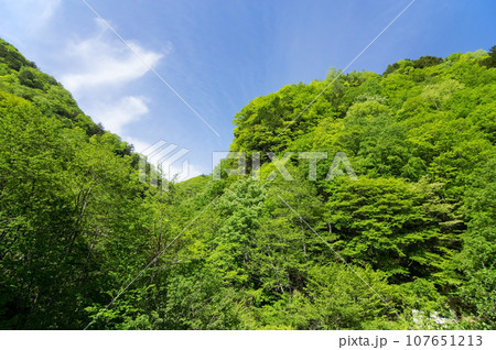 《長野県》白骨温泉周辺の新緑 107651213