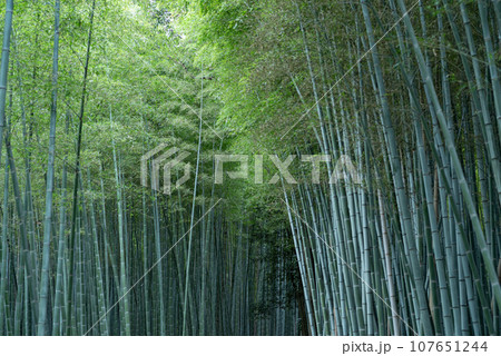 風に揺れる竹林 107651244