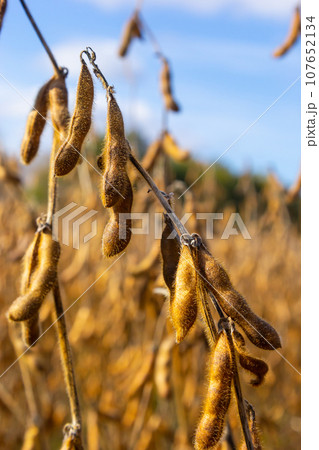 Soybeans pod macro. Harvest of soy beans - agriculture legumes plant. Soybean field - dry soyas pods 107652134