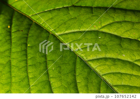 Abstract green leaves texture for background. Natural environment, ecological concept Abstract green leaves texture for background. Natural environment, ecological concept 107652142