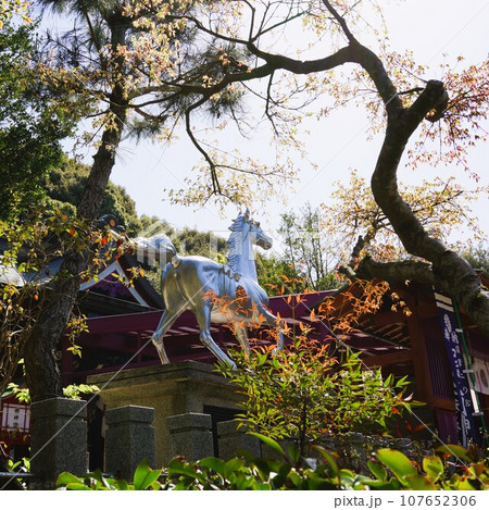 加紫久利神社 出水市 鹿児島県 加紫久利神社 出水市 鹿児島県 107652306