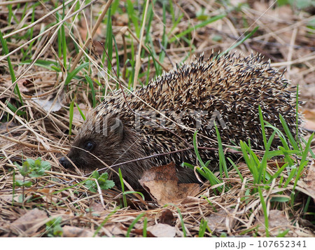 A cute hedgehog, out of hibernation, walks among the fallen leaves and grass in the spring forest. Hedgehog, portrait in profile, close-up. 107652341