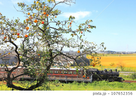 真岡鐵道「秋の折本駅風景」柿の木と田園風景を背景に 真岡鐵道「秋の折本駅風景」柿の木と田園風景を背景に 107652356