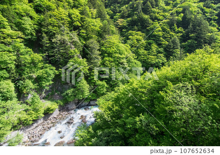 渓谷の新緑《梓川渓谷・R158沿い・栂桜橋》 107652634