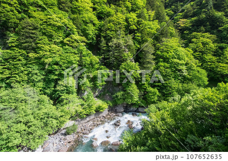 渓谷の新緑《梓川渓谷・R158沿い・栂桜橋》 107652635