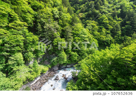 渓谷の新緑《梓川渓谷・R158沿い・栂桜橋》 渓谷の新緑《梓川渓谷・R158沿い・栂桜橋》 107652636