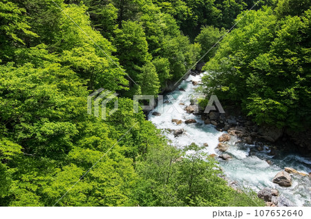 渓谷の新緑《梓川渓谷・R158沿い・栂桜橋》 107652640