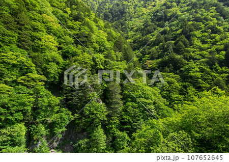 渓谷の新緑《梓川渓谷・R158沿い・栂桜橋》 渓谷の新緑《梓川渓谷・R158沿い・栂桜橋》 107652645