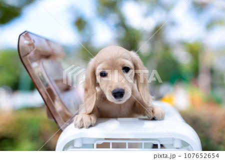 仔犬　カニンヘンダックスフンド 107652654