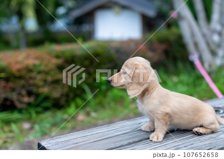 仔犬 カニンヘンダックスフンド 仔犬 カニンヘンダックスフンド 107652658