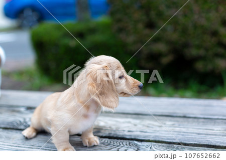 仔犬　カニンヘンダックスフンド 107652662