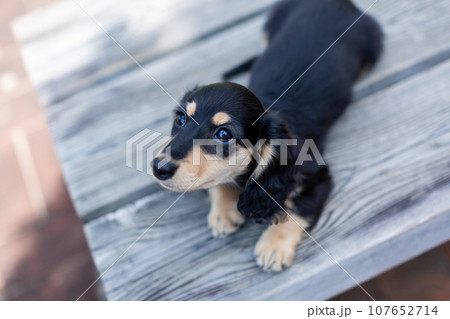 仔犬　カニンヘンダックスフンド 107652714
