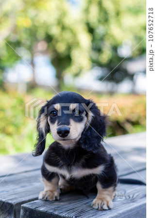 仔犬　カニンヘンダックスフンド 107652718