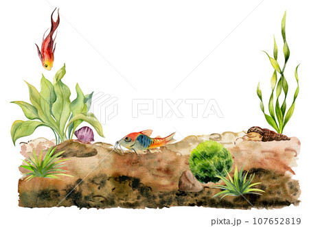 Hand drawn watercolor aquarium fish, algae, snails shells on seabed. Marine exotic underwater illustration. Isolated on white background. Design for shops, brochure, print, card, wall art, textile. 107652819