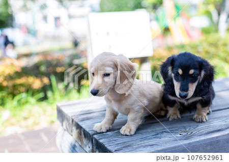 2匹の仔犬　カニンヘンダックスフンド 107652961