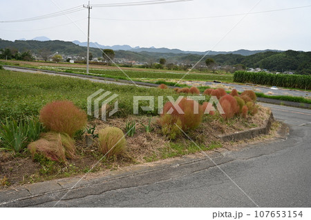 近所の畑にある色好き始めたコキア 107653154