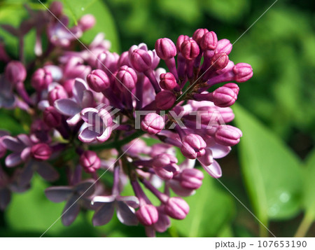 Lilac, blooming branch close-up. Floral background. Spring delicate flowers. The lilac branch is covered with purple flowers and young foliage. Lilac, blooming branch close-up. Floral background. Spring delicate flowers. The lilac branch is covered with purple flowers and young foliage. 107653190