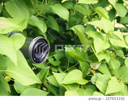 The camera lens is peeking out of the foliage, the photographer is hiding in the forest to take a photo of the wildlife for education. Secret work of a photographer, paparazzi. The camera lens is peeking out of the foliage, the photographer is hiding in the forest to take a photo of the wildlife for education. Secret work of a photographer, paparazzi. 107653192