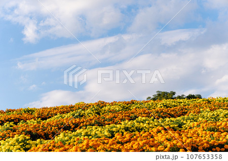 マリーゴールド畑 マリーゴールド畑 107653358