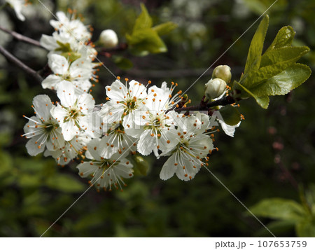 Blooming plum tree closeup. Floristic background. Spring white flowers. Plum-tree branch covered with white flowers and new foliage. Blooming plum. 107653759