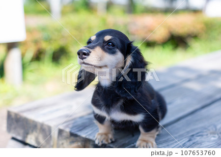 ベンチの上で遊ぶ仔犬　カニンヘンダックスフンド 107653760