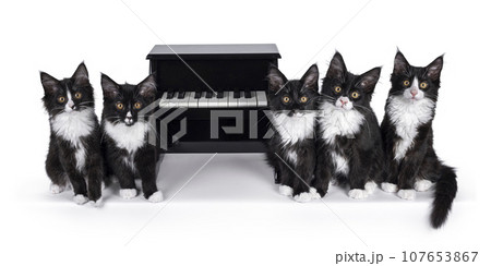 Cats and piano on white background 107653867