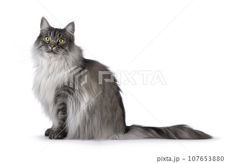 Handsome grey cat on white background Handsome grey cat on white background 107653880