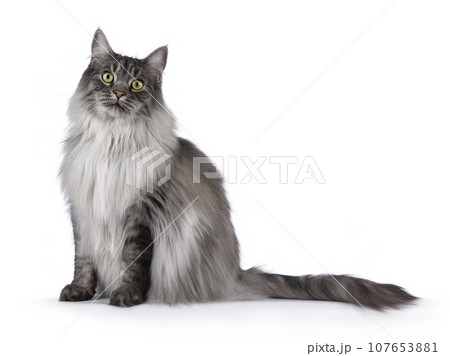 Handsome grey cat on white background Handsome grey cat on white background 107653881
