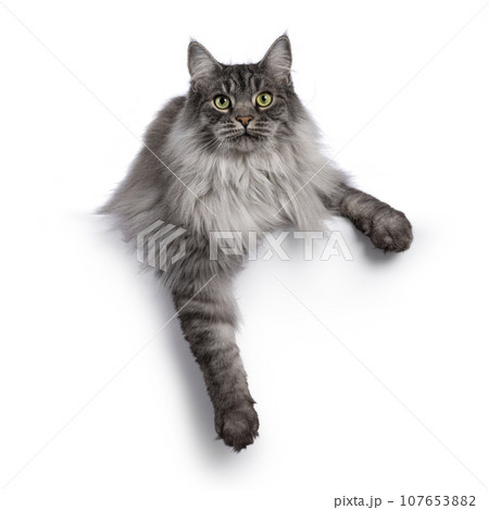 Handsome grey cat on white background 107653882