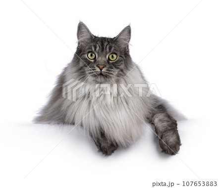 Handsome grey cat on white background Handsome grey cat on white background 107653883