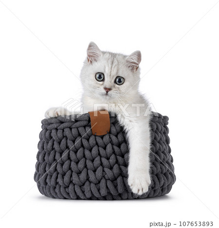 British Shorthair cat kitten on white background British Shorthair cat kitten on white background 107653893