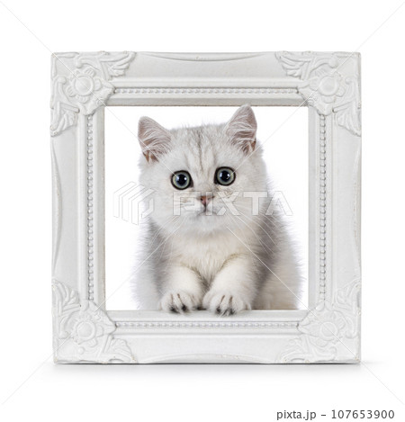 British Shorthair cat on white background British Shorthair cat on white background 107653900