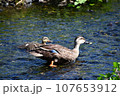 親子ガモ 107653912